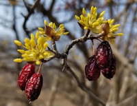 piccoli fiori gialli e bacche rosse di Cornus officinalis Sieb. et Zucc. crescono sui rami