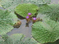 plants of Euryale ferox Salisb with several small purple flowers and round green leaves grow in water