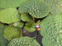 flowering plant of Euryale ferox Salisb with a small flower and round green leaves grow in pond