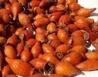 Fructus Rosae Laevigatae