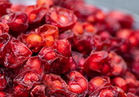 many dried reddish herb berries of Fructus Schisandrae