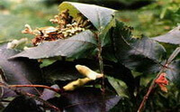 plant of Galla Chinensis with small flowers grow in sunny field