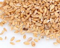 many pale brownish grains of light wheat are piled together