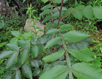 plants of Rhus chinensis Mill grow in grass field