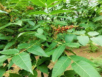 plants of Rhus potaninii Maxim with many leaves grow in sunny field