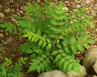 plant of Rhus punjabensis Stew.var.sinica grows in stone field