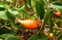 arbusto fruttifero di Rosa laevigata Michx con diversi frutti maturi di colore arancio appesi al ramo