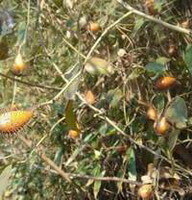arbusti fruttiferi di Rosa laevigata Michx con molti frutti immaturi crescono in campo soleggiato