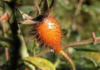 Ramo fruttifero di Rosa laevigata Michx con piccolo frutto maturo di colore arancione e foglie verdi che crescono sul ramo