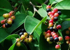 fruiting tree of Schisandra chinensis Turcz. Baill. with green leaves, reddish and green fruit berries growing on branches