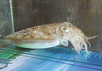 a light brownish inkfish of Sepia esculenta Hoyle stays in the conner of a fishtank.
