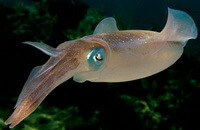 a brownish inkfish of Sepia esculenta Hoyle swims in dark water.