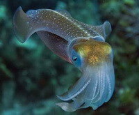a small inkfish of Sepia esculenta Hoyle swims in water.