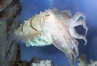 a pale brownish inkfish of Sepia latimanus Quoy et Gaimard swims in water.