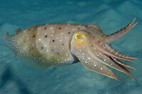 a pale inkfish of Sepia latimanus Quoy et Gaimard swims in water.