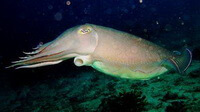 an inkfish of Sepia lycidas Gray swims in dark water.