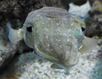 a pale inkfish of Sepia pharaonis Ehrenberg swims in water.