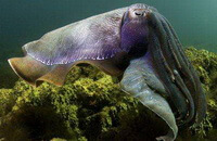 a brownish inkfish of Sepia pharaonis Ehrenberg swims in water.