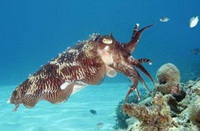 a brown inkfish of Sepia pharaonis Ehrenberg swims under sea water.