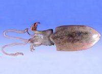 a small inkfish of Sepiella maindroni de Rochebrune.