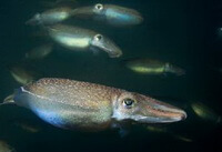 several small light brown and pale green inkfishes of Sepiella maindroni de Rochebrune swim in water.