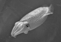 a small inkfish of Sepiella maindroni de Rochebrune swims in water.