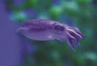 a small purple inkfish of Sepiella maindroni de Rochebrune swims in water.