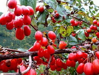 bacche a frutto rosso di Cornus officinalis Sieb. et Zucc. crescono sui suoi rami