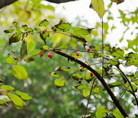 albero fruttifero di Cornus officinalis Sieb. et Zucc. con piccole bacche rossastre cresce in un campo soleggiato