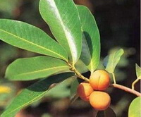 fruiting branches of Myristica fragrans Houtt with yellow fruits and green leaves grow on branch
