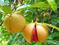 mature fruits of Myristica fragrans Houtt. grow on branches