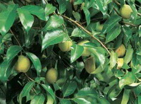 fruiting branch of Myristica fragrans Houtt with many green unmature fruits and leaves