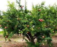 fruiting trees of Punica granatum L with red fruits grow in a field