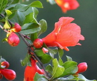 flowering branch of Punica granatum L with reddish buds and flower growing on branches,and green leaves.