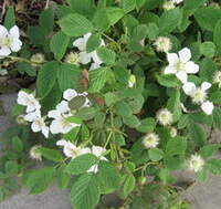 flowering plant of Rubus chingii Hu with small white flowers and small green leaves grow in field