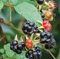 a fruiting branch of Rubus coreanus Miq with several purple blackish and reddish mature fruits hanging on twigs,and green leaves