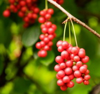 plusieurs épis de fruits de Schisandra chinensis Turcz. Baill. poussent sur les branches