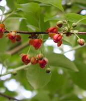 branches fleuries de Schisandra sphenanthera Rehd. et Wils. avec des boutons floraux verts et de petites fleurs rougeâtres sur les branches