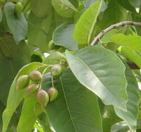 Frugttræ af Terminalia chebula Retz med grønne umodne frugter, der hænger på grenspidsen, og mange grønne blade vokser i solrig mark