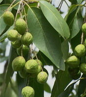 Frugttræ af Terminalia chebula Retz med mange grønne frugter vokser på solrige dage
