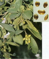 frugttræ af Terminalia chebula Retz.var.tomentella Kurz.C.B.Clarke. med små grønne frugter, der vokser på grenens spids