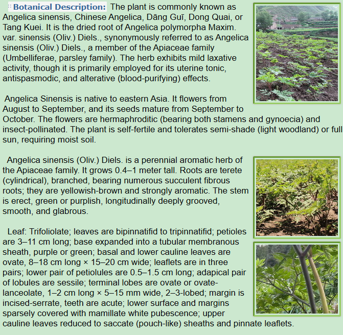 Botanical Description of Angelica sinensis Oliv. Diels,plant and leaf