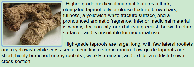 Characteristics of the higher-grade herb material:Chinese Angelica Root, Dong Quai,Tap root