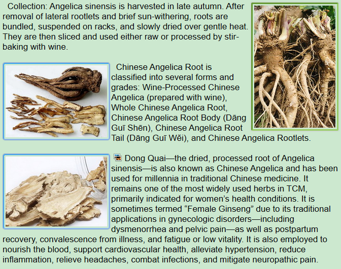 Collection of Chinese Angelica Root, Dong Quai, different forms and grades
