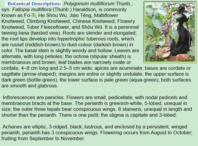 Botanical Description of Polygonum multiflorum Thunb,root,plant,stem,leaves,inflorescences,flower,achenes