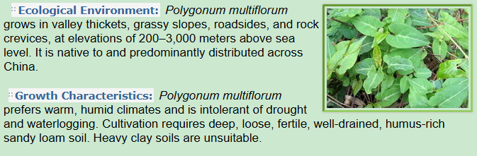 Ecological Environment, Growth Characteristics of Polygonum multiflorum Thunb