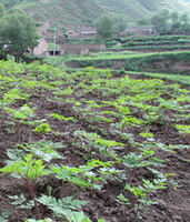 Angelica sinensis seedlings with green leaves grow in a mountain field