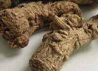 two brownish taproots of Angelica Sinensis Root