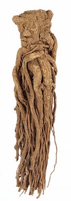 a khaki brownish whole root of Angelica Sinensis