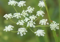 many small white composite umbel of Angelica sinensis Oliv.Diels grow on a branch